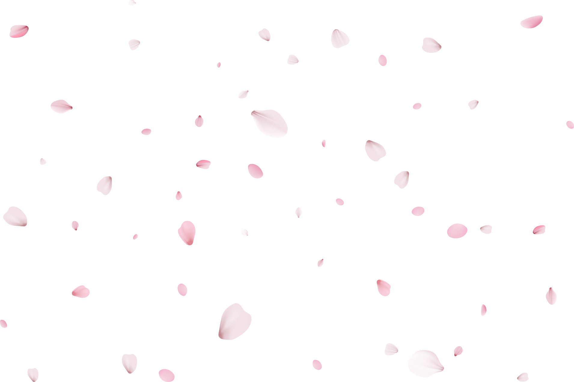 Cherry Petals Background